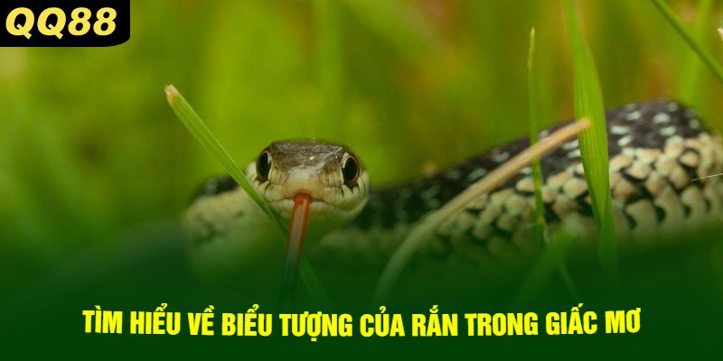 Tìm Hiểu Về Biểu Tượng Của Rắn Trong Giấc Mơ